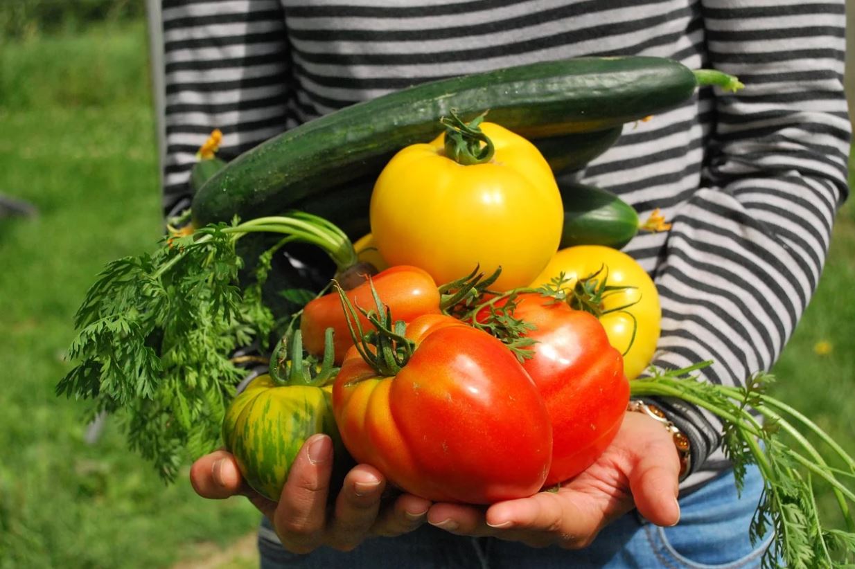 Quels fruits planter au printemps ?